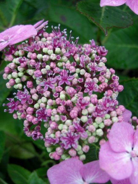 CIMG0051 (480x640).jpg