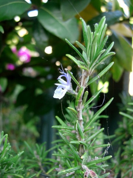 CIMG0051 (768x1024).jpg