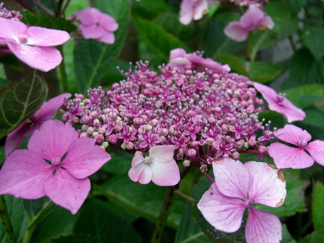 CIMG0052 (640x480).jpg