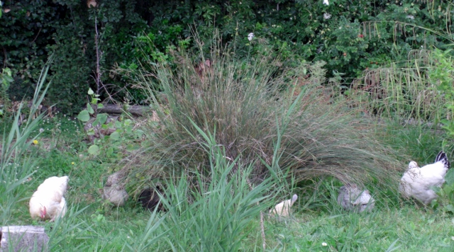 CIMG0053 (640x356).jpg