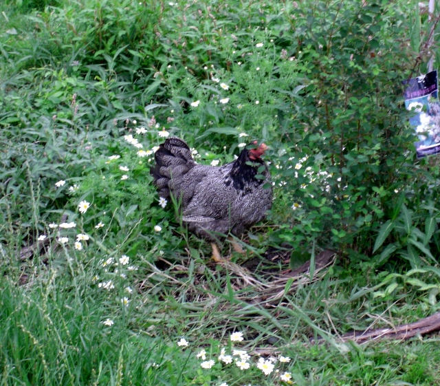 CIMG0054 (640x561).jpg