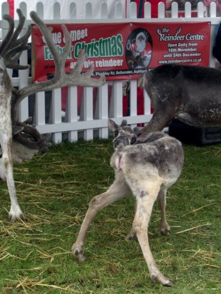 CIMG0055 (480x640).jpg