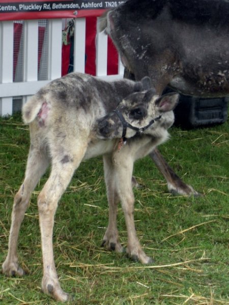 CIMG0057 (480x640).jpg