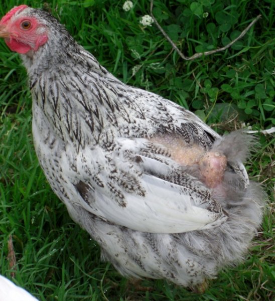 CIMG0058 (585x640).jpg