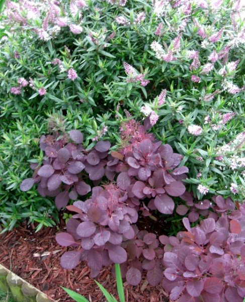 CIMG0059 (520x640).jpg