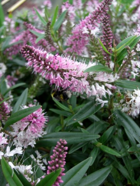 CIMG0060 (480x640).jpg