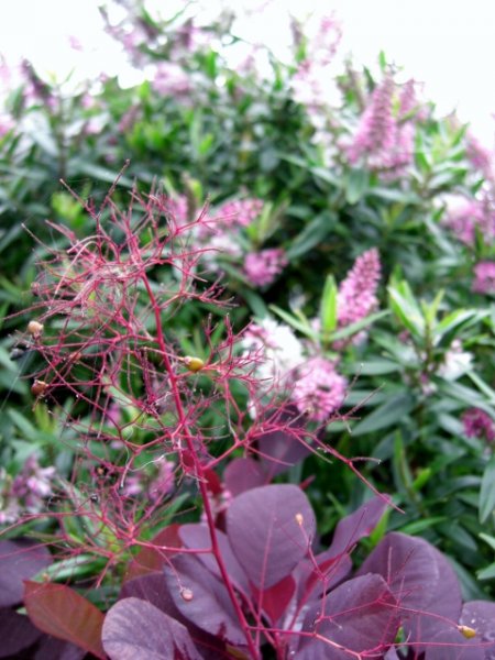 CIMG0063 (480x640).jpg