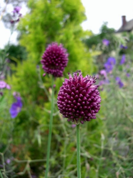 CIMG0065 (480x640).jpg