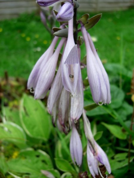 CIMG0066 (480x640).jpg