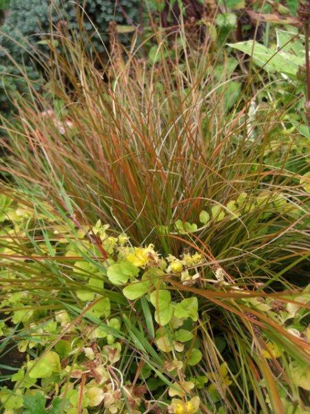 CIMG0067 (480x640).jpg