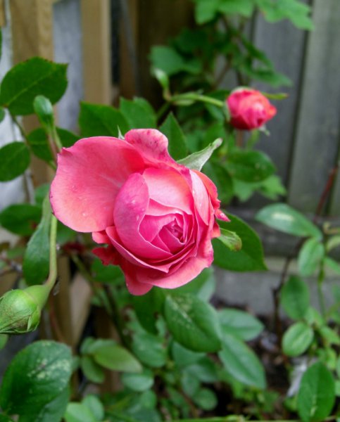 CIMG0067 (826x1024).jpg