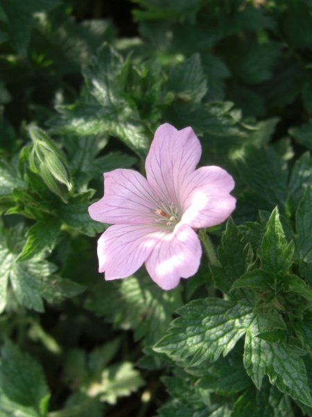 CIMG0069 (768x1024).jpg