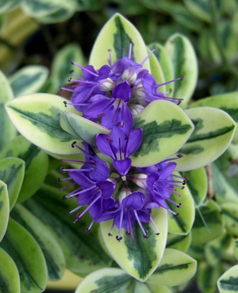 CIMG0071 (520x640).jpg