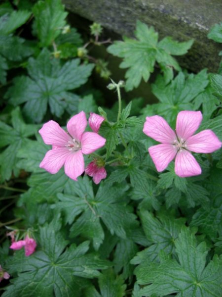 CIMG0073 (480x640).jpg