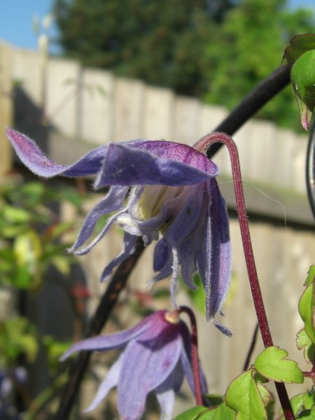 CIMG0073 (768x1024).jpg