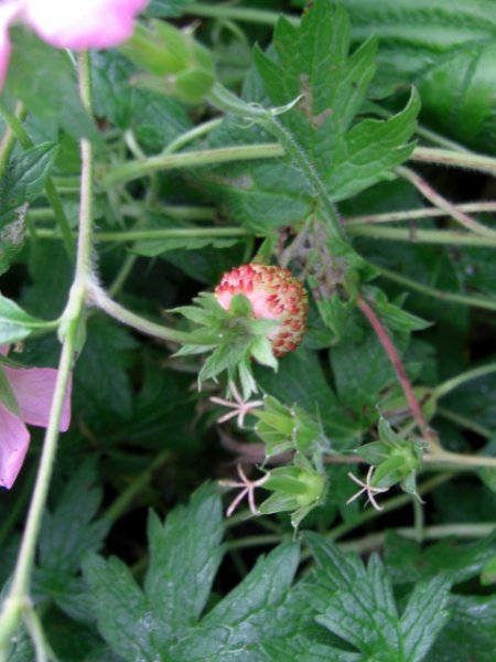 CIMG0074 (480x640).jpg