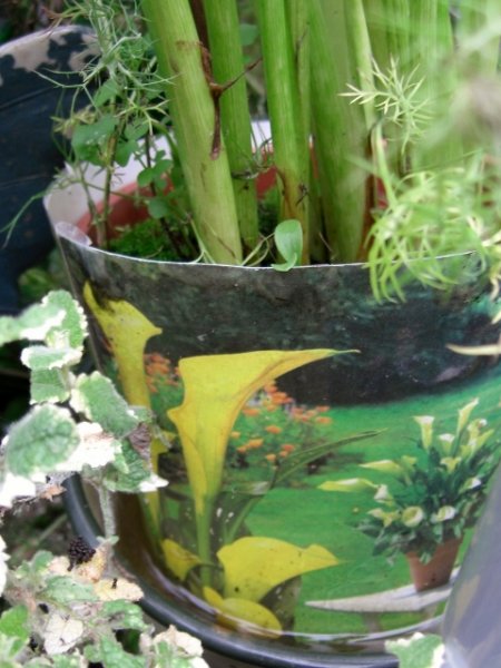 CIMG0075 (480x640).jpg