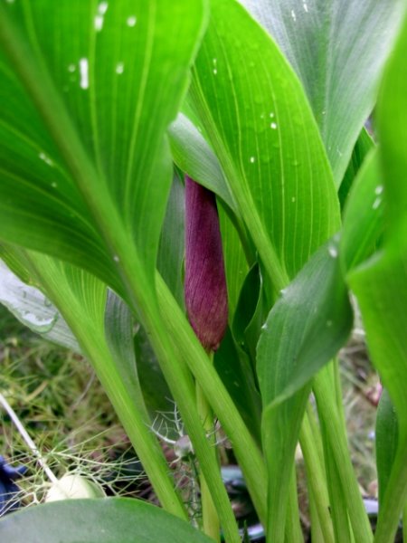 CIMG0076 (480x640).jpg