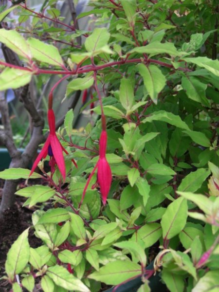 CIMG0081 (480x640).jpg