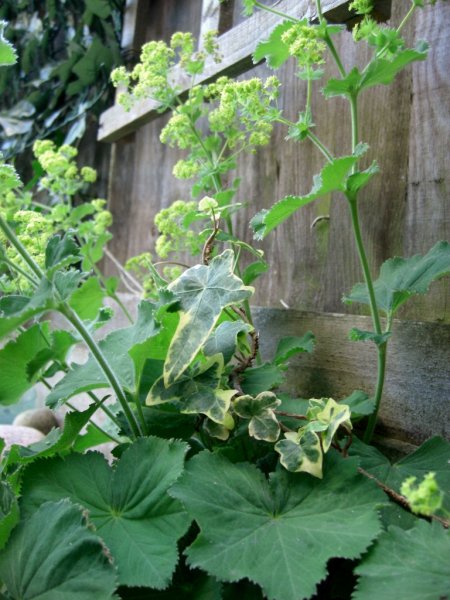 CIMG0081 (768x1024).jpg