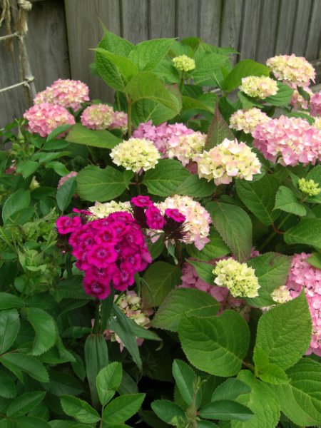 CIMG0086 (768x1024).jpg