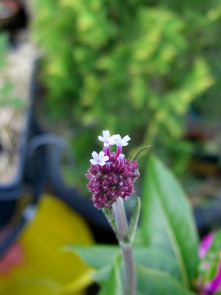 CIMG0086 (768x1024).jpg