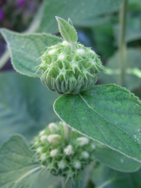 CIMG0087 (768x1024).jpg