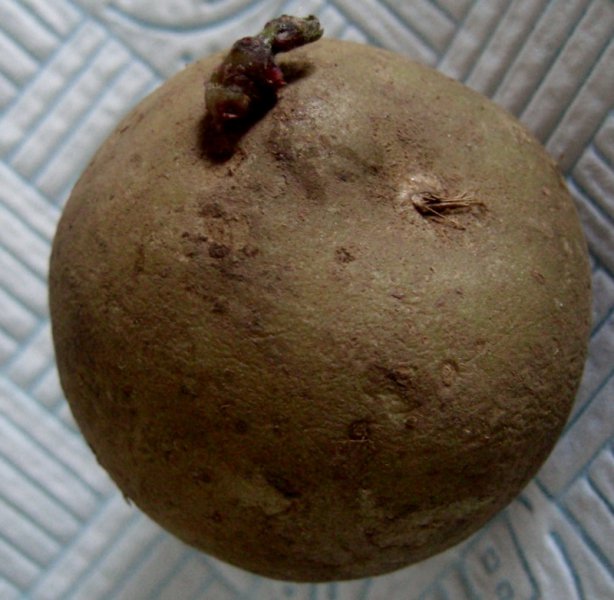 CIMG0101 (800x781).jpg