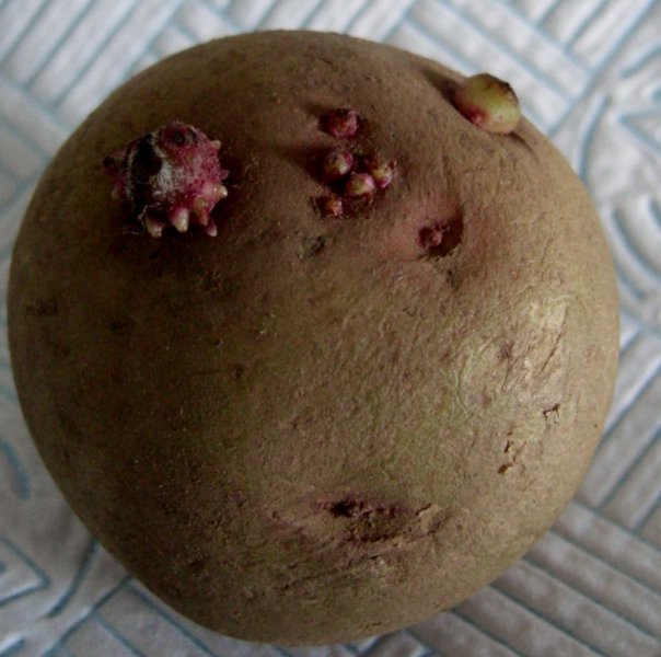 CIMG0102 (800x794).jpg