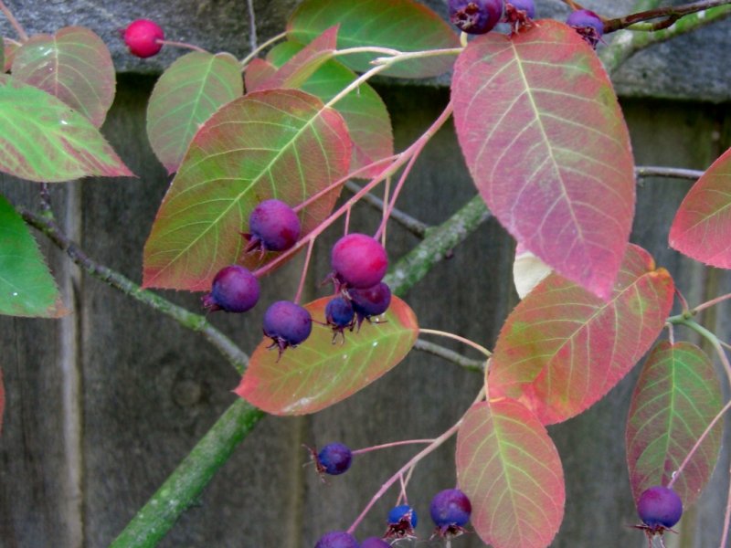 CIMG0106 (1024x768).jpg