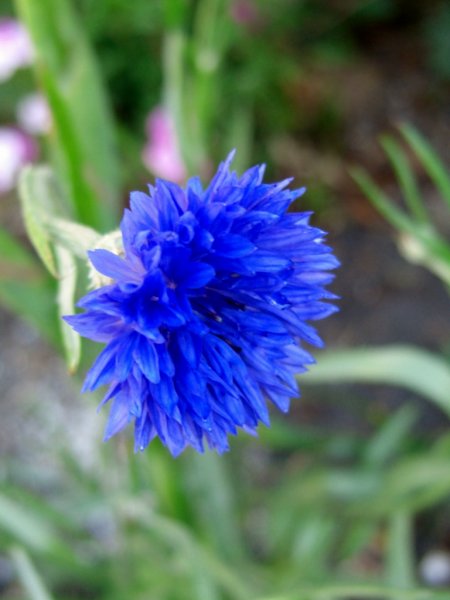 CIMG0111 (768x1024).jpg