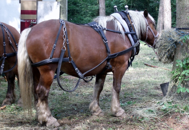 CIMG0115 (640x440).jpg