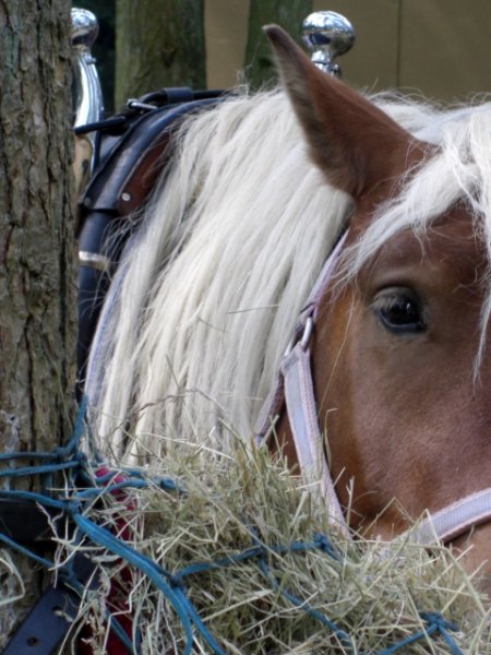 CIMG0117 (480x640).jpg