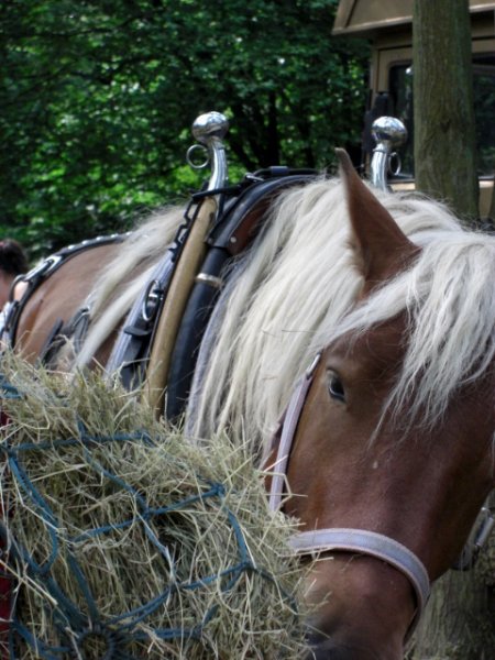 CIMG0119 (480x640).jpg