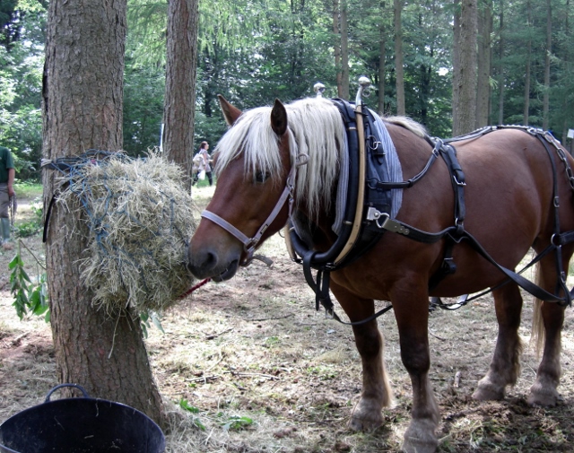 CIMG0120 (640x505).jpg