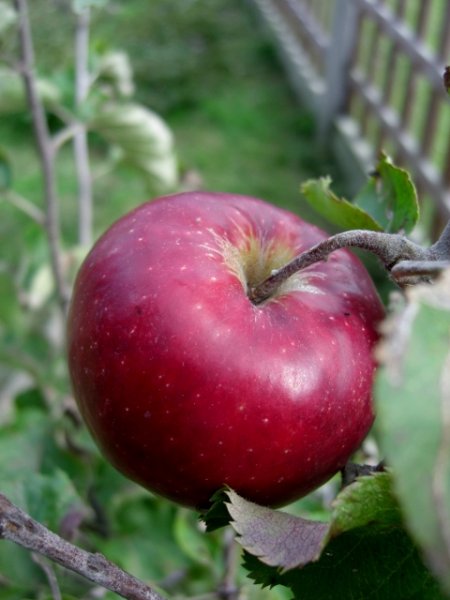 CIMG0134 (480x640).jpg