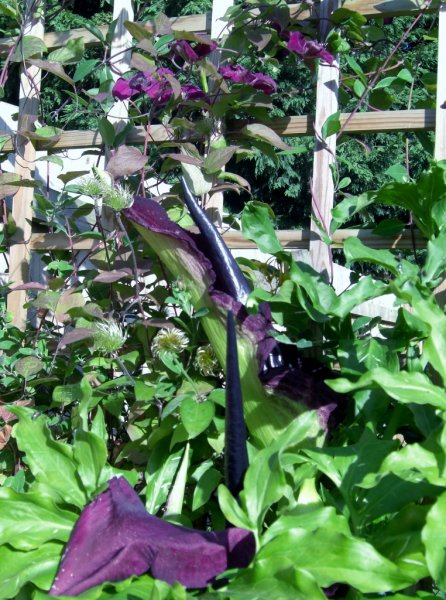 CIMG0139 (762x1024).jpg