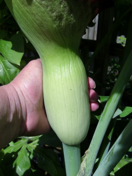 CIMG0145 (768x1024).jpg