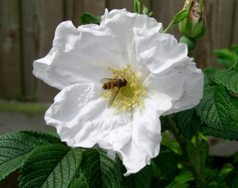 CIMG0301 (1024x810).jpg