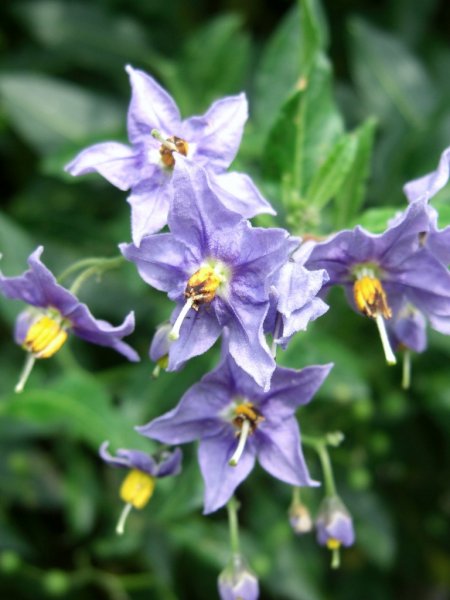 CIMG0303 (768x1024).jpg