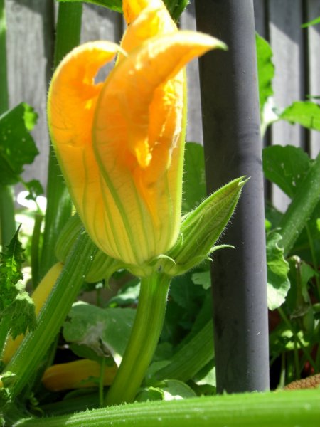 CIMG0317 (768x1024).jpg