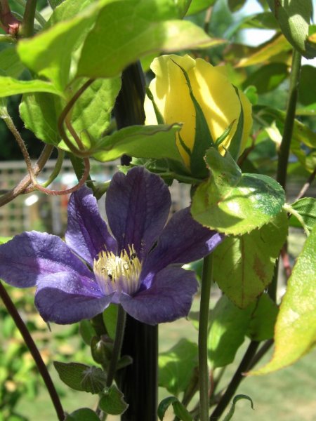 CIMG0323 (768x1024).jpg