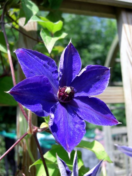 CIMG0333 (768x1024).jpg