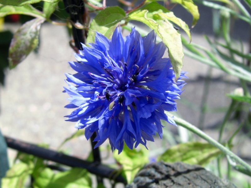 CIMG0337 (1024x768).jpg