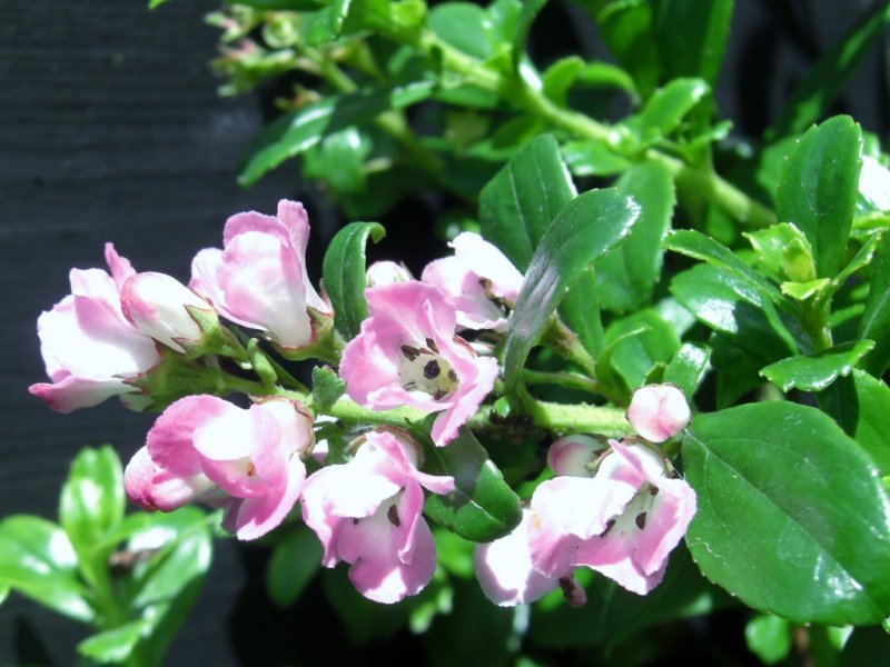 CIMG0339 (1024x768).jpg