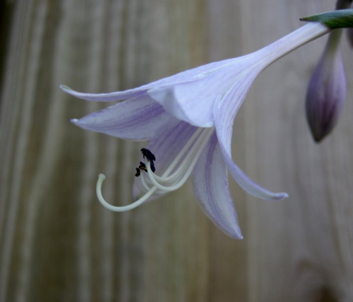 CIMG0348 (1024x876).jpg