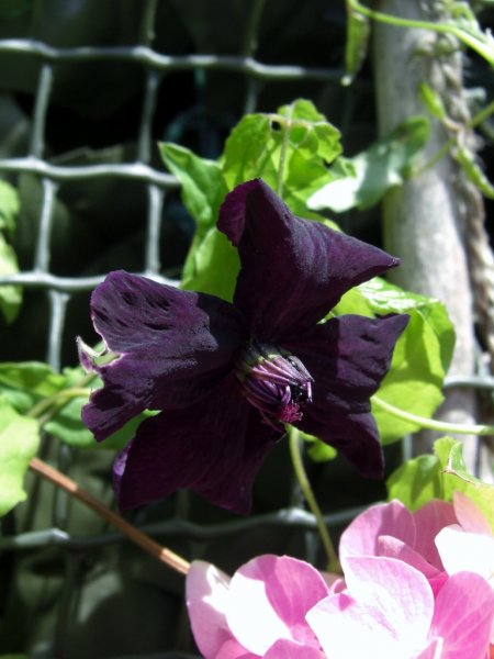 CIMG0360 (768x1024) (2).jpg