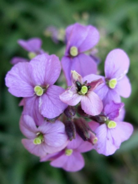 CIMG0367 (769x1024).jpg