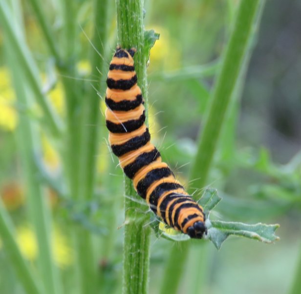 cinnabar moth.JPG
