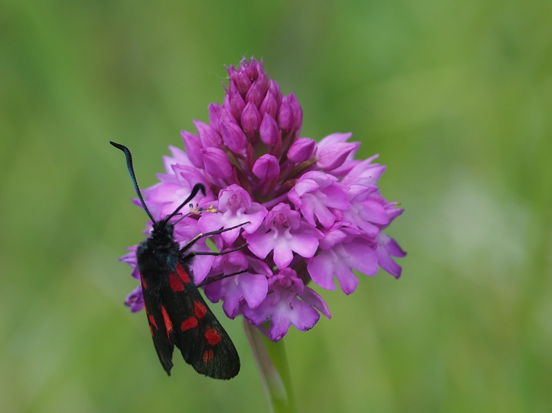 cinnabar moth.jpg